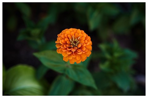 Photo by preferredfault