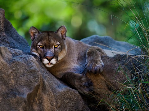 Photo by George Veltchev