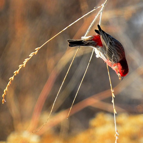 Photo by abiquiuense