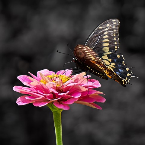 Photo by TripleCoatedBokeh