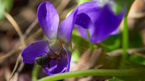 Photo by Brightrider