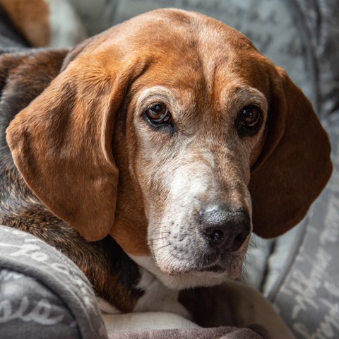 Photo by johncecilian