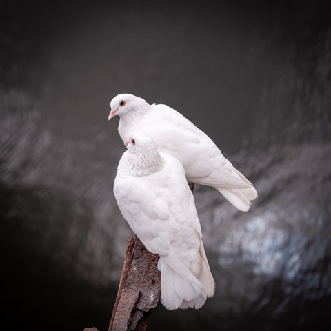 Photo by DarkCorby78