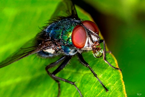 Photo by Rodger in Edmonton