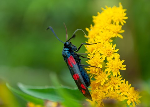 Photo by DarkCorby78