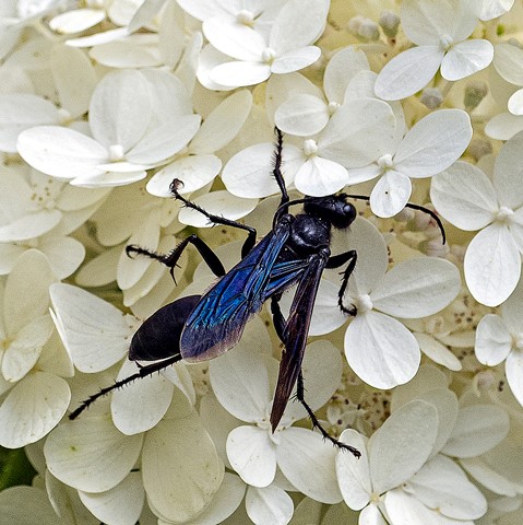 Photo by Photophanatic