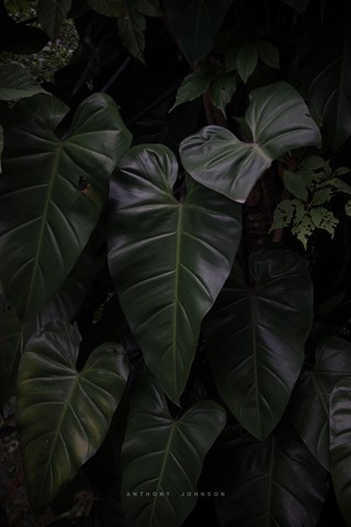 Photo by Anthony_Johnson_CHB