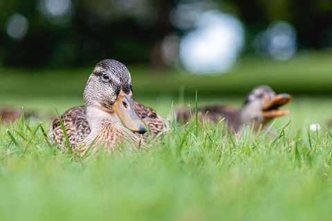 Photo by PhotoNut117