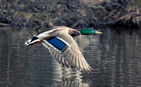 Photo by Rodger in Edmonton