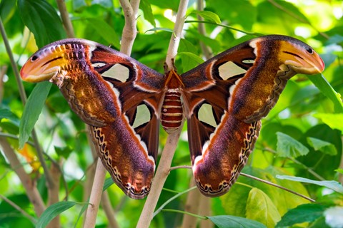 Photo by Atlas Moth