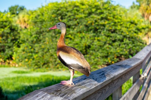 Photo by sergiodaguru