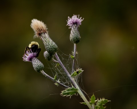 Photo by Canonphotogirl