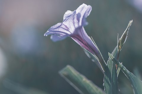 Photo by Morning light