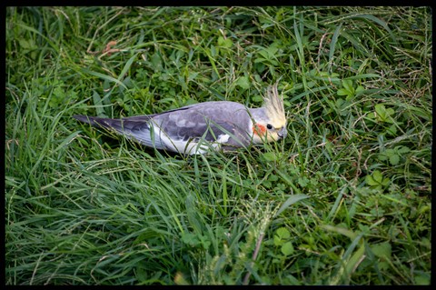 Photo by DarkCorby78