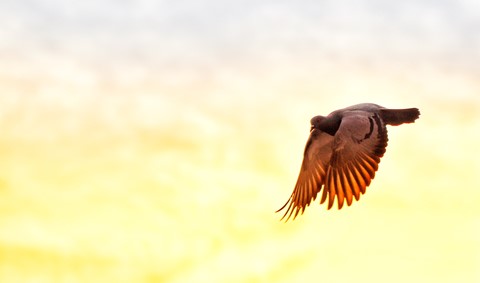 Photo by Wonderful rock pigeon