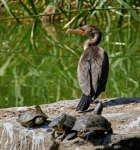 Photo by BrentSchumer