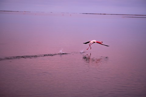 Photo by the_litl_prince