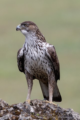 Photo by Bonelli Eagle