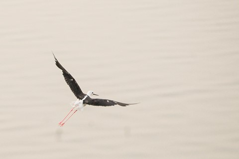 Photo by Shahul Khalid