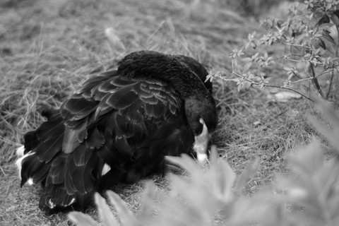 Photo by sergiodaguru