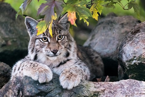 Photo by Frank Bodewig