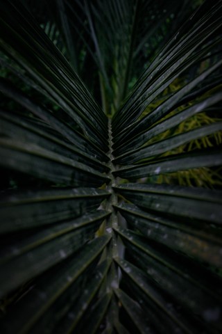 Photo by Palm leaves