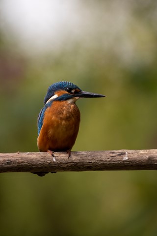 Photo by Henk holland