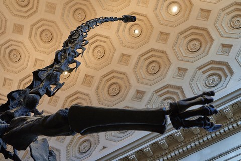 Photo by Very Vertebrae