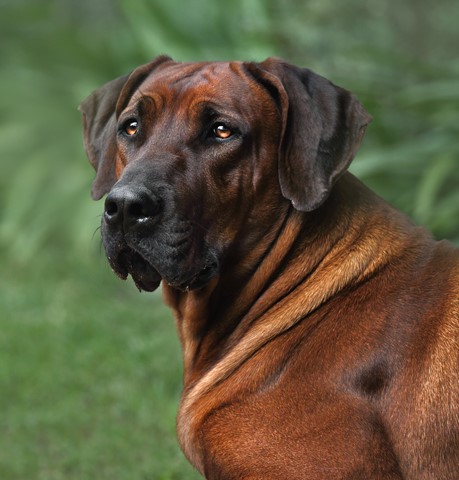 Photo by George Veltchev