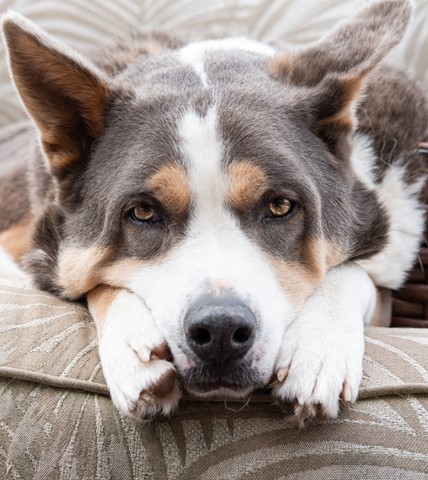 Photo by johncecilian