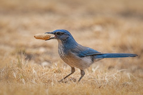 Photo by M. McKenney