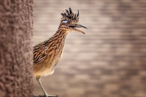 Photo by M. McKenney