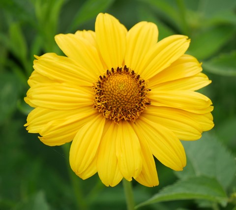 Photo by TimKS2Gallant