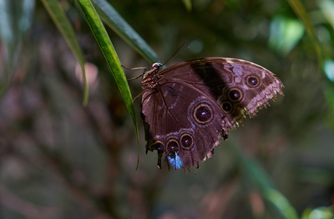 Photo by BrentSchumer