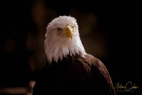 Photo by Ar The Author