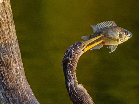 Photo by sergiodaguru