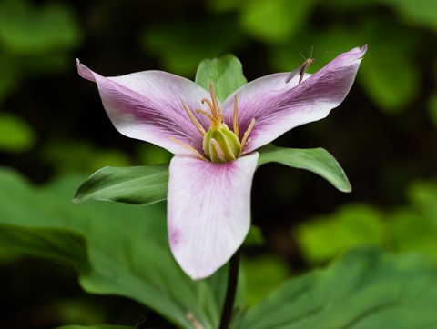 Photo by Joseph K Boston