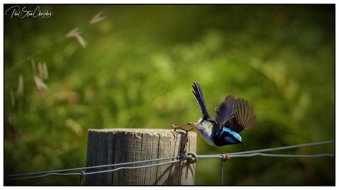 Photo by Paul S Churcher