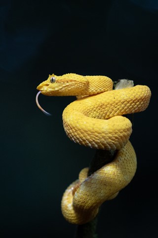 Photo by Eyelash Pit Viper