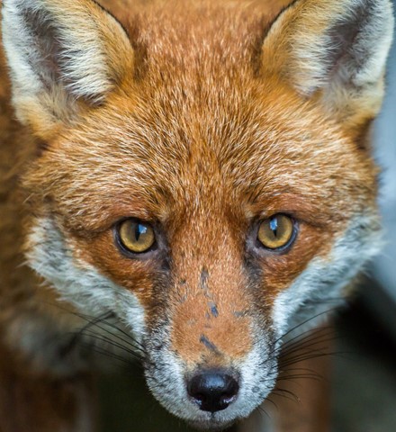 Photo by Mike Engles