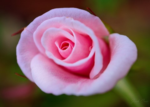 Photo by A Single Flower for One of a Kind Voice