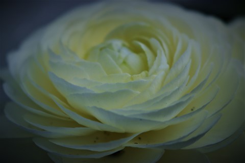 Photo by MidnightKitty