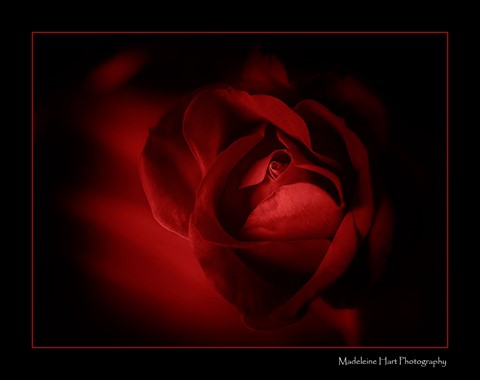 Photo by Roses are red....