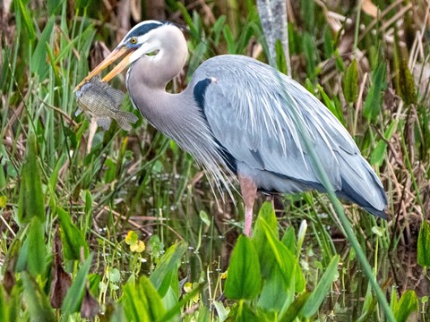 Photo by sergiodaguru