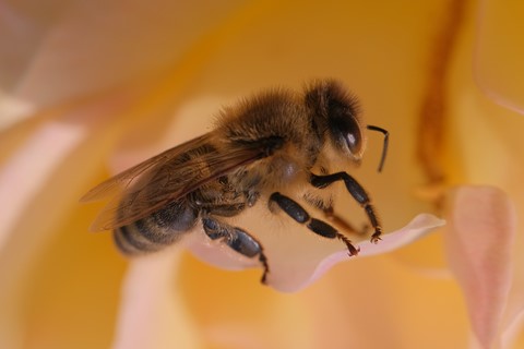 Photo by Ottmar_Jaenicke