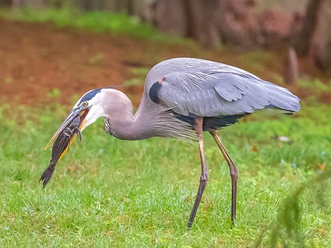 Photo by sergiodaguru