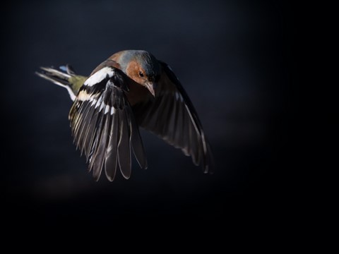 Photo by Trevor Carpenter