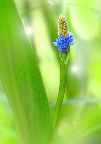 Photo by George Veltchev