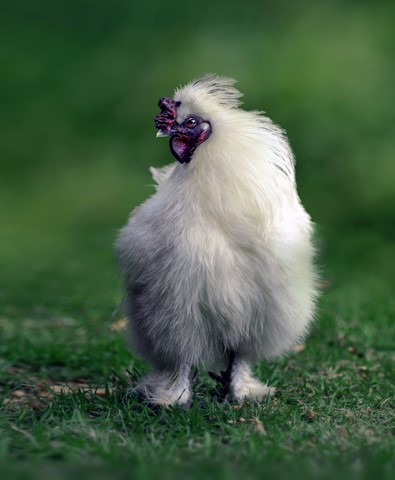 Photo by George Veltchev