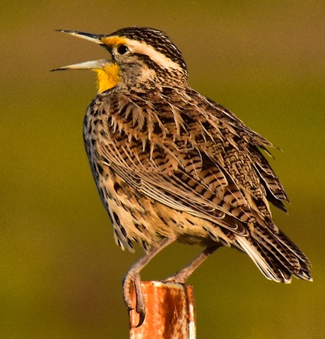 Photo by Singing a tune